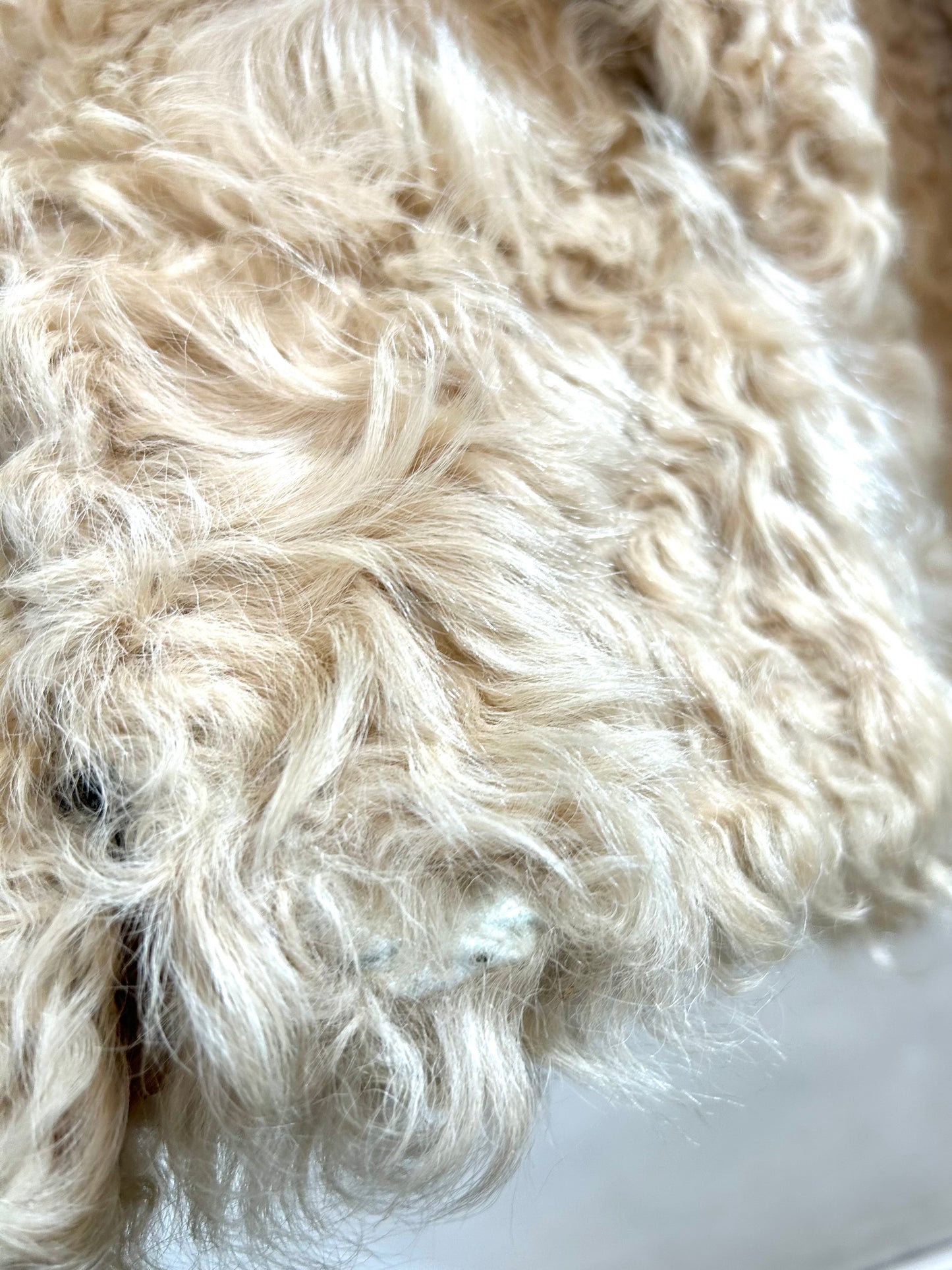 Vintage Poodle Fur Coat  [K29063]